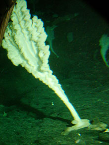 3m tall sponge