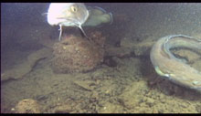 Cusk swim near another shipwreck.