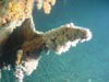 Secondary rusticle growth hanging from the stern of RMS Titanic