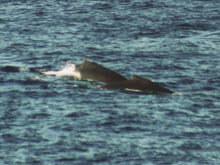 two humpback whales