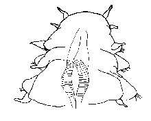 Dorsal (top) view of the anterior (front) end of the new nautiliniellid polychaete.