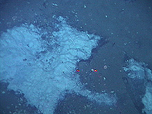 Bacterial mat at Blake Ridge Diapir