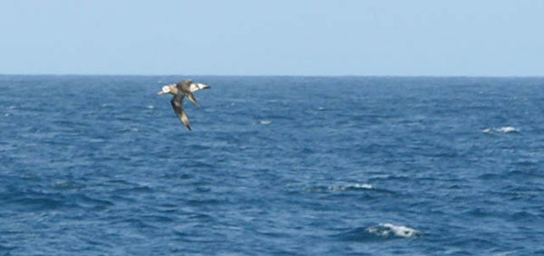 A curious black-footed Albatross circles the Atlantis.