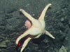 A sea star feeding on coral.