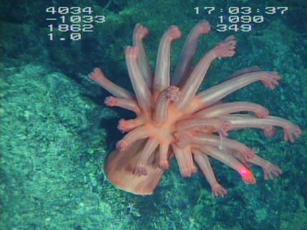 Acanthomastus (a soft coral) is thriving in waters with low oxygen.