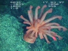 Acanthomastus (a soft coral) is thriving in waters with low oxygen.