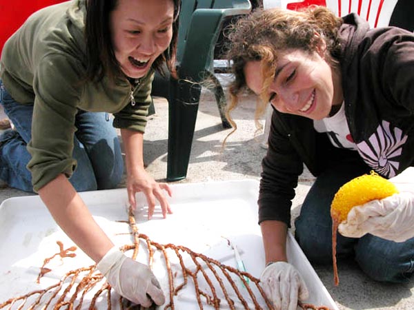 The gruesome task of cleaning the tissue and mucous off of a bamboo coral colony.