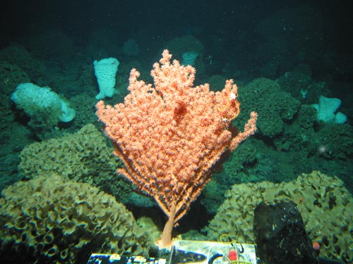 View the image slideshow of the NOAA Ocean Explorer: Gulf of Alaska 2004 visual log.