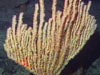 Bamboo corals were among the dominant groups.  They are in the Family Isididae.