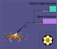 Schematic diagram of the apparatus used to measure reflectance. The arrows show the direction of the light. The inset shows the cross-section of the fiber optic cable.