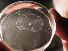 Jellyfish photographed with white light (above), and with blue light to stimulate fluorescence (below).