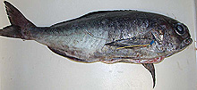 American Barrelfish, Hyperoglyphe perciformis