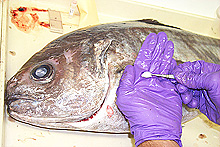 The otolith, or ear bone, of the American Barrelfish