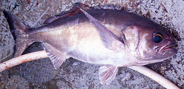 Blue-eyed trevalla, Hyperoglyphe antarctica