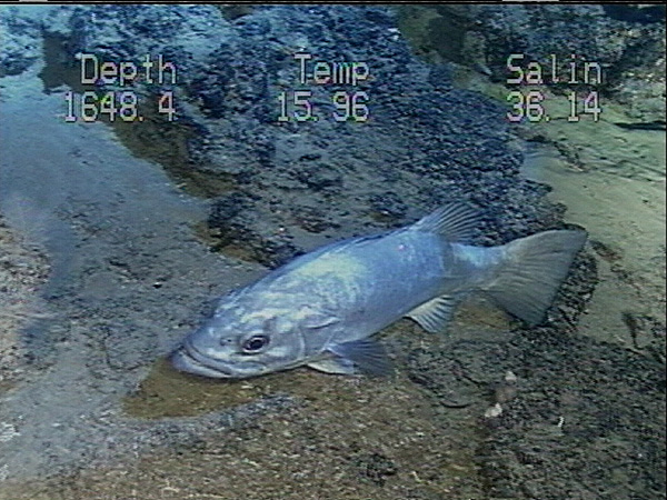 wreckfish, Polyprion americanus