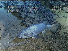 wreckfish, Polyprion americanus