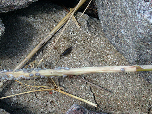 wharf roach or sea roach