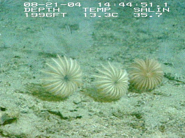 Sea lilies