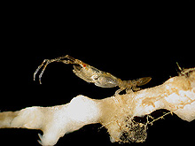 arcturid isopod clings to a branch of octocoral