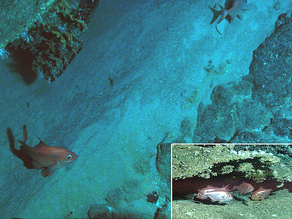 Foraminiferan limestone and numerous red bream