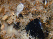 A vent copepod