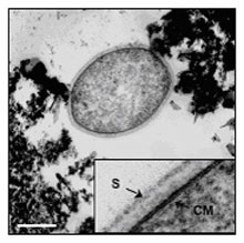 Strain 121 Microbe