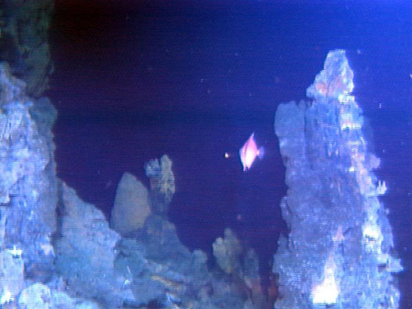 A unique photograph of a shallow-water tropical fish swimming among active black smoker chimneys.