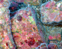 Patches of encrusting red and green algae lie beneath filamentous bacterial mats on rock surfaces.