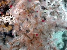 A close-up of the tubeworm Lamelli brachia