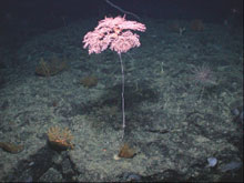 Octocorals Metallogorgia sp. (center) and Paramuricea sp. (lower left)