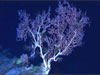 Crinoid covered bamboo coral, appearing to have retracted polyps.