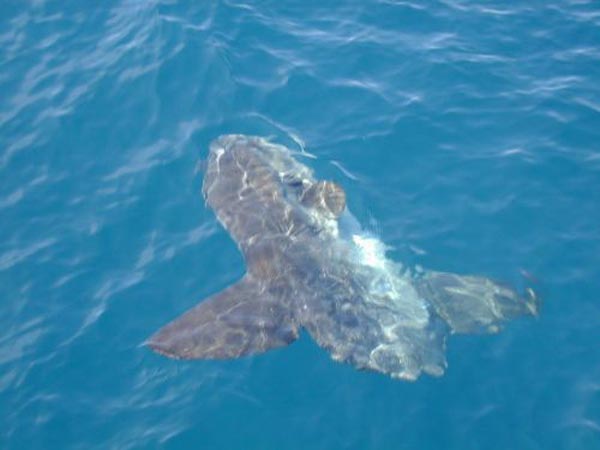 Mola mola soaking up the sun. 