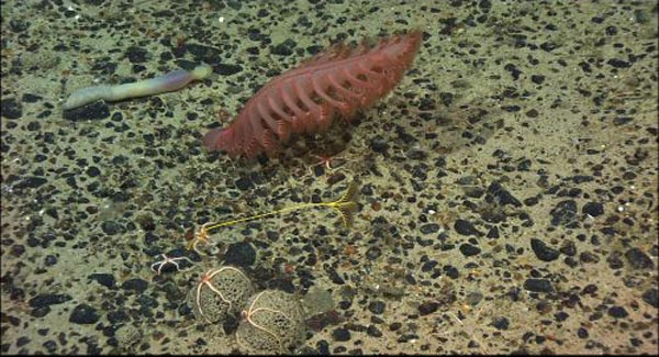 A strange spoon worm, an elegant sea pen, a stalked crinoid, and two xenophyophores with brittle stars.