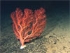 Paragorgia forest site as seen from the Hercules ROV.