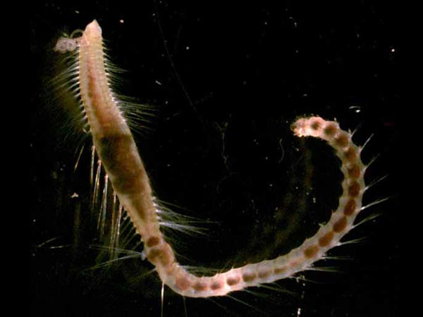 Bristle worm collected with a box core during the 2002 Arctic Ocean Exploration cruise.