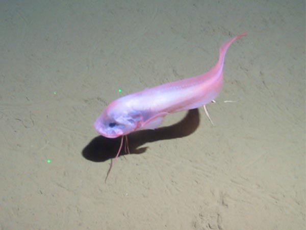 A snail fish in the Canada Basin at roughly 6000 feet water depth.