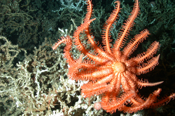 The brisingid sea-star is an obvious large invertebrate that perches high in the coral branches to filter feed.