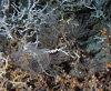 Primnoid octocorals among Lophelia at approximately 2500 ft.