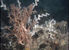 Cup corals interspersed among Lophelia, primnoid, and Madrepora corals.