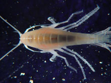 Figure 4:  The dorsal (top) view of a new amphipod living in a commensal relationship with the bamboo coral Keratoisis flexibilis.