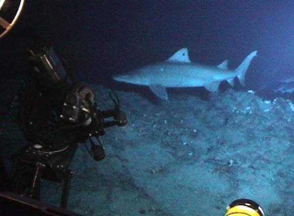 sand tiger sharks