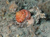 Adanson's Slit Shell, Entemnotrochus adansonianus, near the top of Tennessee Bioherm 1.