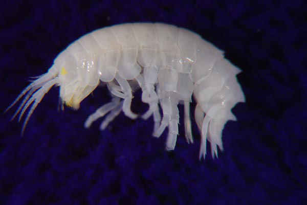 amphipod