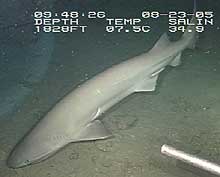 The six-gill shark, approximately 8 feet long