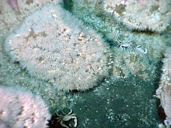 A low-temperature vent encrusted with dense barnacle colonies at East Diamante volcano, Mariana Arc.