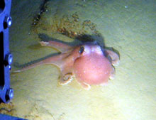 The submersible encounters a brightly colored octopus near a hydrothermal vent area at Monowai caldera, around a depth of 1050 meters (3440 feet).