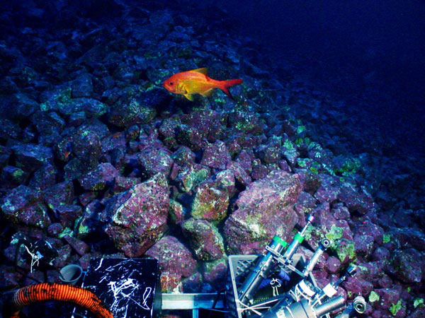 The pink and green algae seen covering the rocks at the summit are able to grow because sunlight can reach these shallow depths.