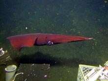 A squid swims by the Pisces V during dive P5-625.