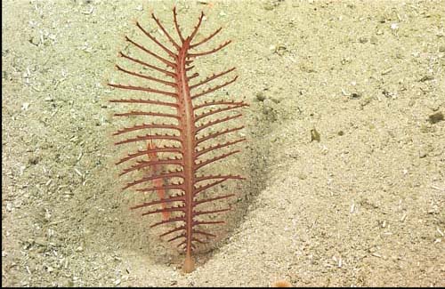 An unidentified sea pen shares a pit with a shrimp. 