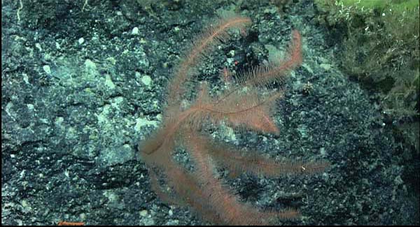 Bottlebrush black coral (Parantipathes sp.)